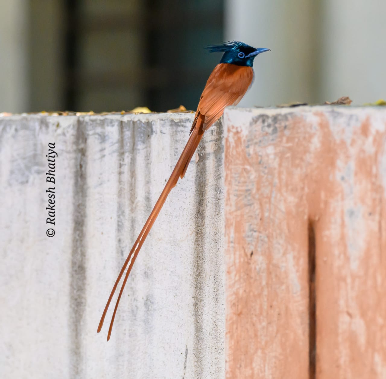 Asian Paradise-flycatcher